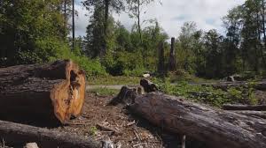 Best Storm Damage Tree Cleanup  in Port Jefferson Station, NY